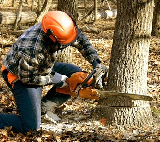Tree Removal in Petersburg, IL